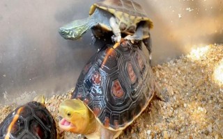 草龜可以和什么龜一起養(yǎng)，可以和黃喉龜、刀背麝香龜一起養(yǎng)