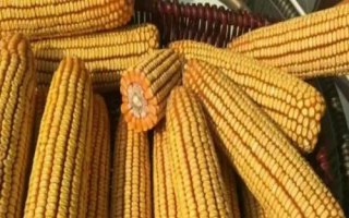 鯤科1號玉米種子介紹，每畝種植密度5500株左右