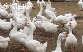 江蘇省金湖縣的特產(chǎn)，白馬湖大閘蟹遠(yuǎn)銷四方