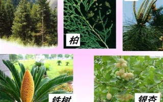 戈原的植物種類，常見的有羊草、芍藥花等