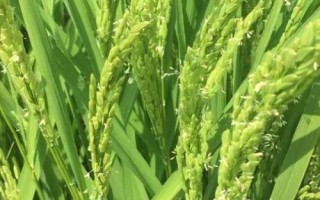 荃優(yōu)2289水稻品種簡介，全生育期133.1天