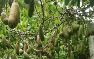 什么是木通，屬于毛茛目、木通科木質(zhì)藤本植物的統(tǒng)稱