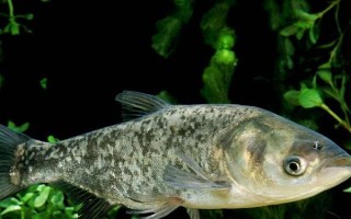 釣鰱鳙的技巧，釣位要選擇順風(fēng)或偏風(fēng)的地方