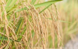 鷹香絲苗水稻種子介紹，因該品種穗大粒多