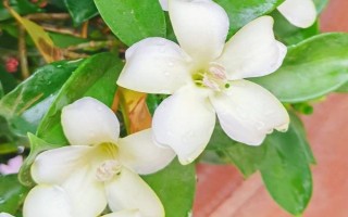 非洲茉莉能不能凈化空氣，具有一定的空氣凈化效果