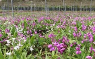 白芨一畝要多少種苗，一畝需8000-10000株種苗
