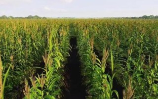 華甜玉7號玉米品種的特性，種植密度每畝5000株