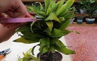 觀音竹是喜陰還是喜陽，是一種喜陰植物