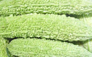 種植苦瓜的時間和方法，北方地區(qū)3-4月份可在棚內(nèi)育苗、長江流域在3月份播種
