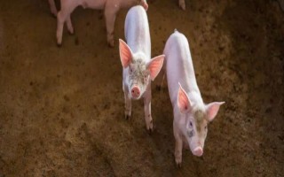 豬為什么會(huì)患上異食癖，缺少礦物質(zhì)元素是主因