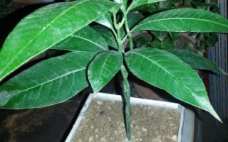 芒果結(jié)果期的管理辦法，一定要注意使用安全、高效、環(huán)保的藥劑