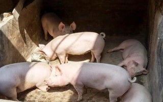 養(yǎng)豬有哪些注意事項(xiàng)，豬舍的溫度應(yīng)保持在10℃以上