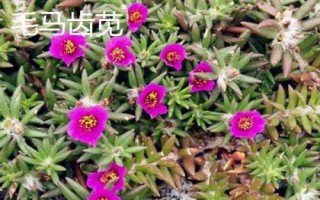 種植馬齒莧常見品種，繁殖方式包括播種和扦插