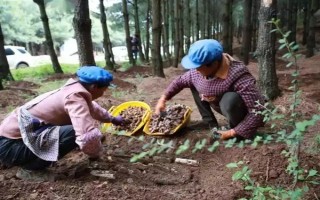 引種天麻要注意什么，當(dāng)?shù)氐臍夂驖M足條件才能種植