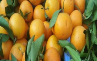 冰糖柑的價格，價格與產(chǎn)地有關(guān)