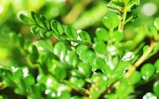 胡椒木如何養(yǎng)護，放在有一定光線的位置養(yǎng)護