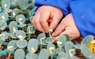 西瓜的嫁接砧木要注意什么，需具備抗病能力、適應(yīng)能力與親和性