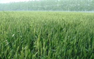 龍輻麥17小麥品種的特性，在適應(yīng)區(qū)3月末至4月初播種