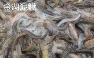 江蘇省金湖縣的特產(chǎn)，白馬湖大閘蟹遠(yuǎn)銷四方