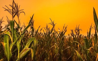 璽禾168玉米品種的特性，適宜密度為3800株/畝左右