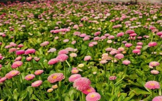 在農(nóng)村開(kāi)個(gè)花圃掙不掙錢(qián)，只要經(jīng)營(yíng)得當(dāng)便可掙錢(qián)