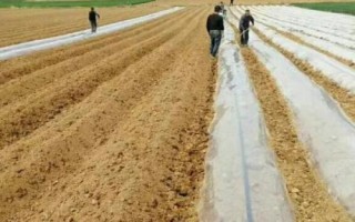 如何鋪設(shè)地膜，平鋪在土面、邊緣用土壤壓實即可