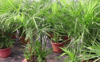 棕竹葉子發(fā)黃的原因，光照過強、盆土堿性化等均會導致