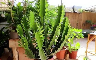擺放龍骨花的禁忌，臥室、陰涼處、財(cái)神位都不能擺放