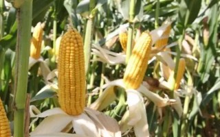 蘇科玉1409玉米品種的特性，防治地下害蟲