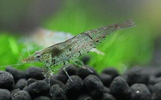 黑殼蝦多久可以發(fā)育成熟，出生2-3個(gè)月就可以發(fā)育成熟