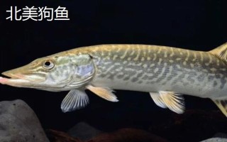 狗魚的生活習(xí)性，我國(guó)有黑斑狗魚和白斑狗魚兩種