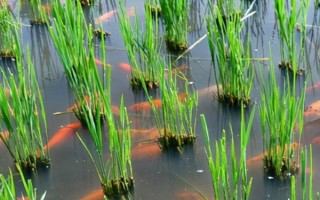 稻田養(yǎng)魚技術(shù)，水位控制在8厘米左右