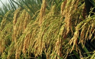 銀兩優(yōu)501水稻種子特點，秧田播種量每畝12.5千克