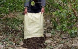 對果樹使用未腐熟的有機肥有何害處，容易灼傷根系引發(fā)蟲害