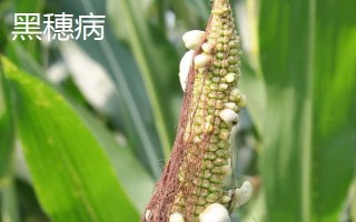 晉單73玉米種子的特征特性，從出苗到成熟需要127天