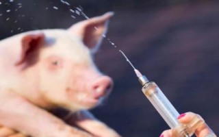 20頭份的豬瘟打多少豬，需要根據(jù)豬的大小而定