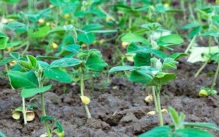 黃豆苗前藥害怎么解決，可追施肥料促進(jìn)植株恢復(fù)生長
