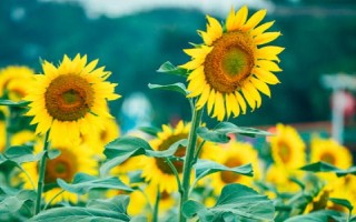 代表思念的花有哪些，有天堂鳥、百日草、蝴蝶花等