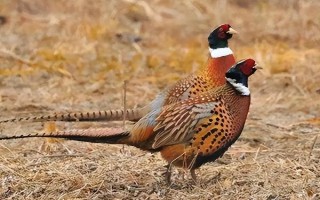 野雞喜歡吃什么，喜歡吃各種昆蟲、谷類、豆類等