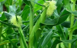 京甜紫花糯2號玉米品種簡介，每畝植3000株左右