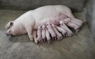 母豬產仔后不喂奶還咬小豬如何解決，根據引發(fā)原因采取針對性措施