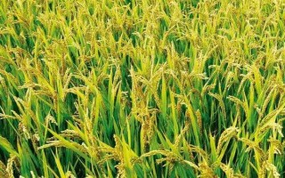 閩紅249S水稻種簡(jiǎn)介，在福建三明5月20播種