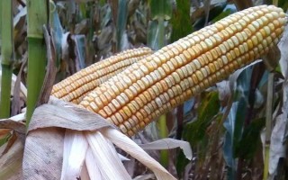 BA2650玉米品種的特性，密度4000株/畝左右