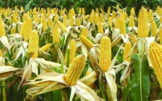 美聯(lián)534玉米品種簡介，放赤眼蜂防治玉米螟蟲