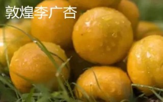 甘肅省酒泉市的特產(chǎn)水果，包括瓜州蜜瓜、瓜州西瓜等種類