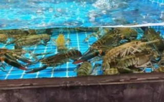 養(yǎng)殖澳洲龍蝦的方法，前期應(yīng)主喂動(dòng)物性飼料