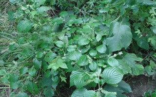 蘇子的產(chǎn)地，在我國主產(chǎn)于安徽、湖南、臺灣等省份