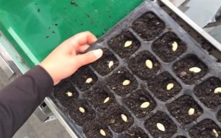有機(jī)蔬菜種子怎么浸種催芽，用溫水浸泡后再放入容器中并覆蓋濕毛巾