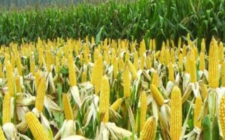 極峰705玉米種子簡(jiǎn)介，生育期107天左右