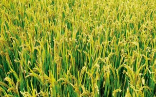 宜優(yōu)37水稻種子特點(diǎn)，平均生育期143.9天